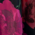 Liora-Floral